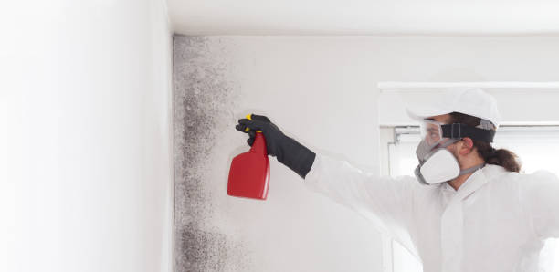 Best Localized Mold Remediation (e.g., coastal areas, humid climates) in Ranchester, WY