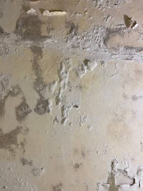 Professional Mold Remediation in Ranchester, WY