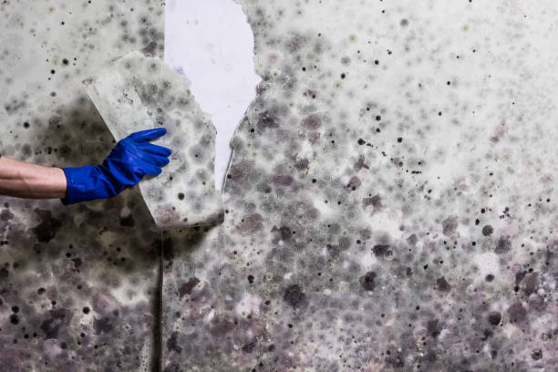 Best Mold Remediation for Specific Building Types in Ranchester, WY