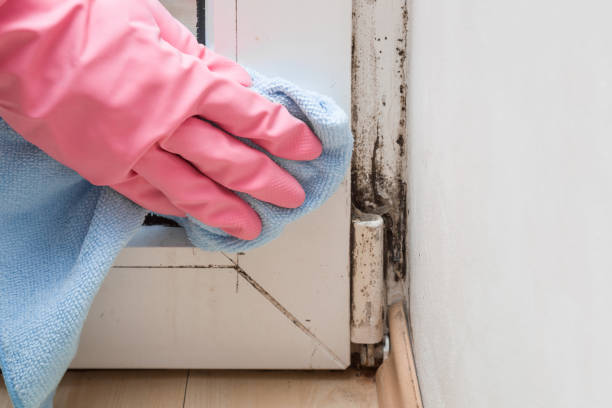 Best HVAC Mold Remediation in Ranchester, WY