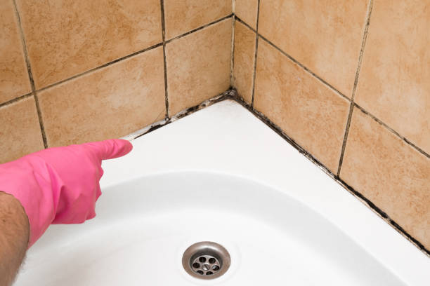 Best Industrial Mold Remediation in Ranchester, WY